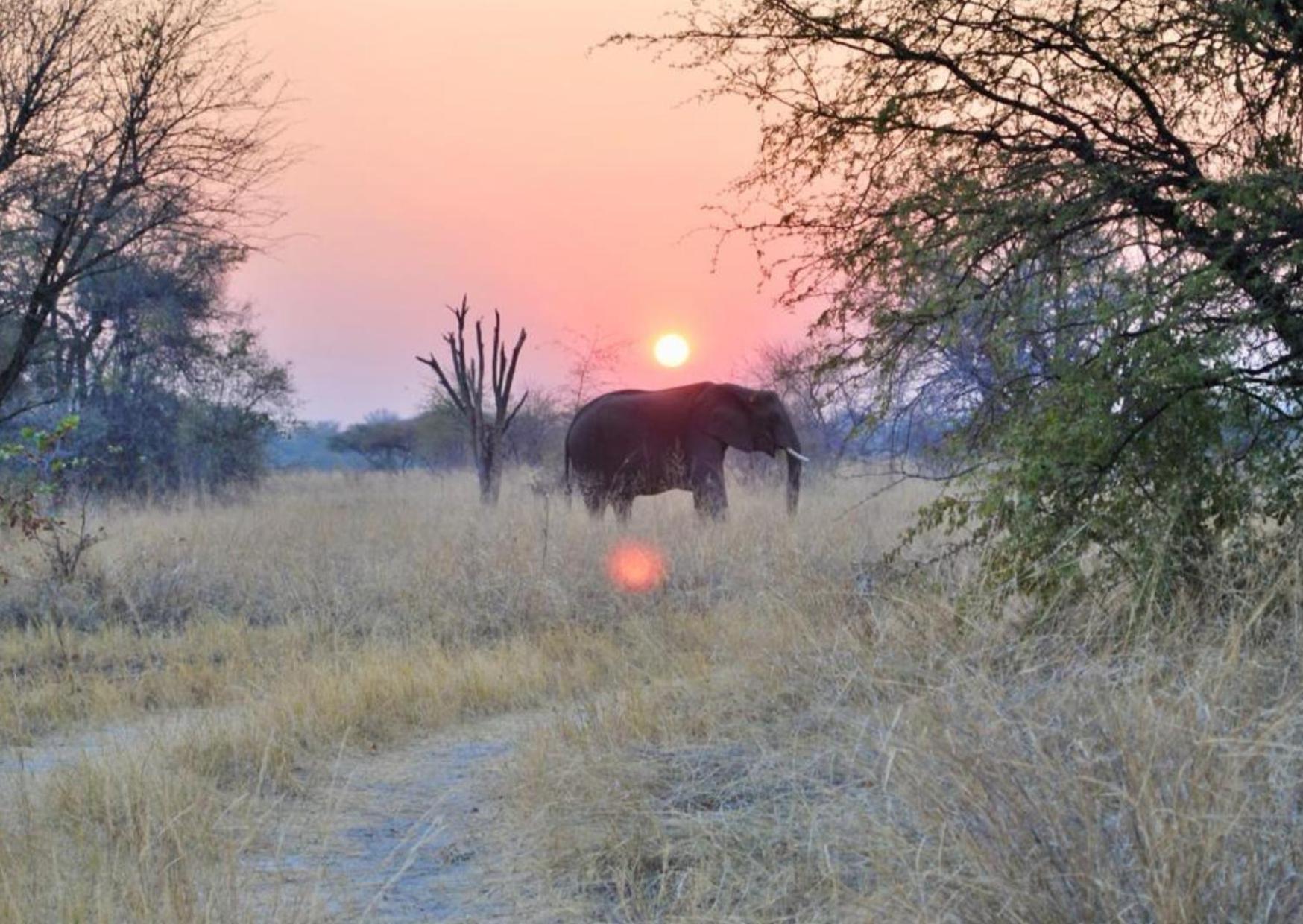 Phazama Farm Villa Maun Exteriör bild